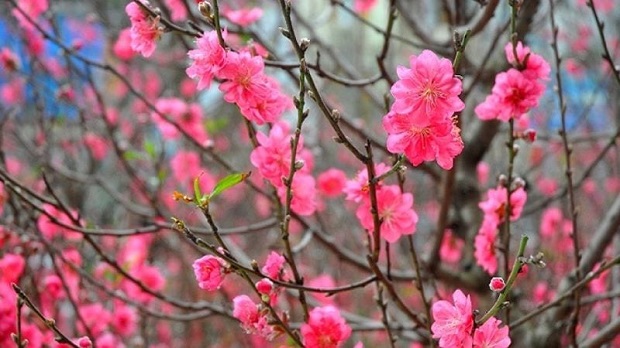 https://file.royal.edu.vn/data/files/images/454-royal_hoat-dong-vui-hoc_en/2022_Royal_Meaning%20of%20Northern%20peach%20blossom%20and%20Southern%20apricot%20blossom%2001.jpg